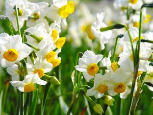 （图）Daffodils (by William Wordsworth)