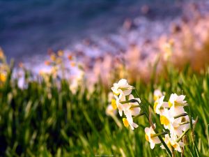 （图）Daffodils (by William Wordsworth)