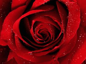 （图）A Red，Red Rose 一朵红红的玫瑰 （罗伯特·彭斯）