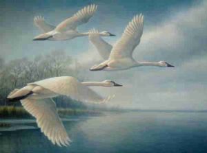 （图）The Wild Swans at Coole 库尔的野天鹅（叶芝）
