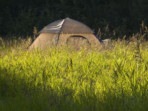 （图）The Silken Tent 丝绸帐篷（罗伯特·弗罗斯特）