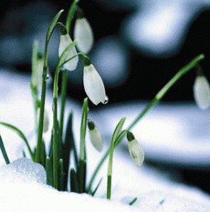 （图）To a Snowdrop