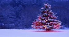 圣诞节英语笑话：勒索圣诞树 An Axe to Grind