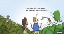 趣味图片英语笑话：coffee plants 咖啡树（双语）