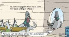 趣味图片英语笑话：carrier pigeon 信鸽（双语）