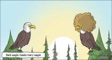 趣味图片英语笑话：Bald eagle meets hairy eagle秃鹰与毛鹰（双语）