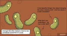 趣味图片英语笑话： bacteria细菌（双语）